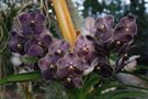 Vanda Nitaya Brown